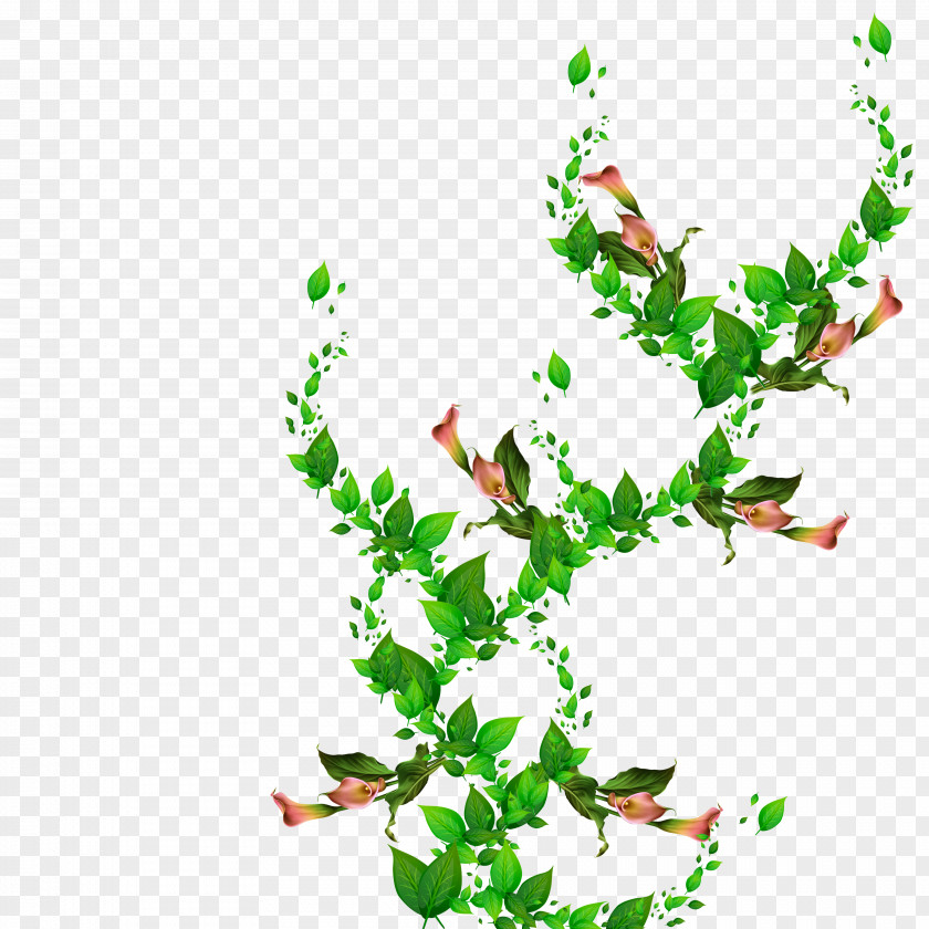 Clip Art Plant Stem Leaf Flowering PNG