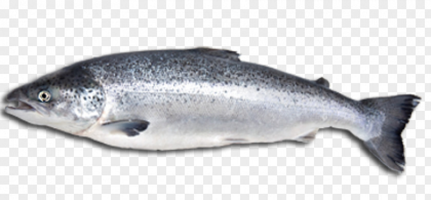 Eat Fish Atlantic Salmon Salmonids Food PNG