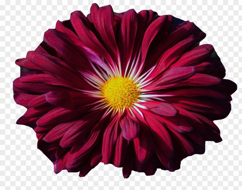 Ink Chrysanthemum Picture Material Transvaal Daisy Petal PNG
