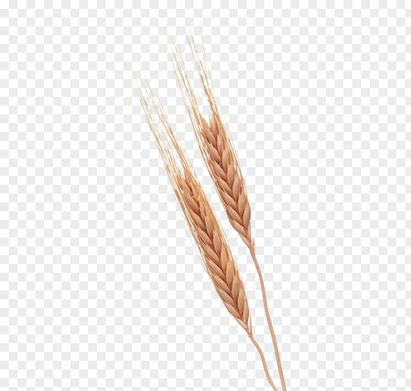 Mature Wheat Google Images Search Engine Illustration PNG