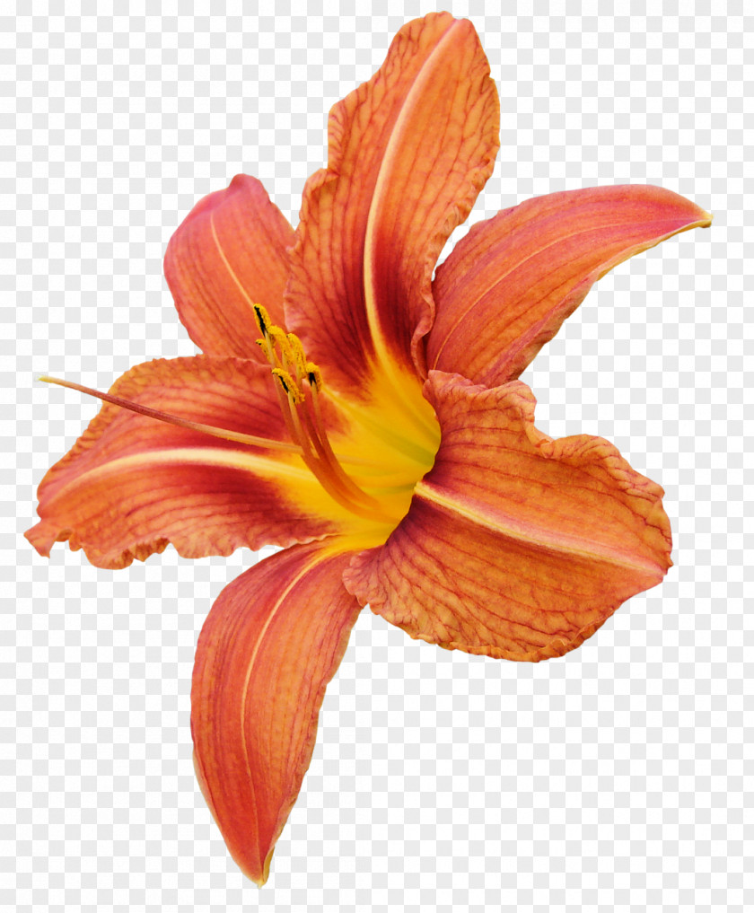 Orange Cut Flowers Lilium Petal PNG