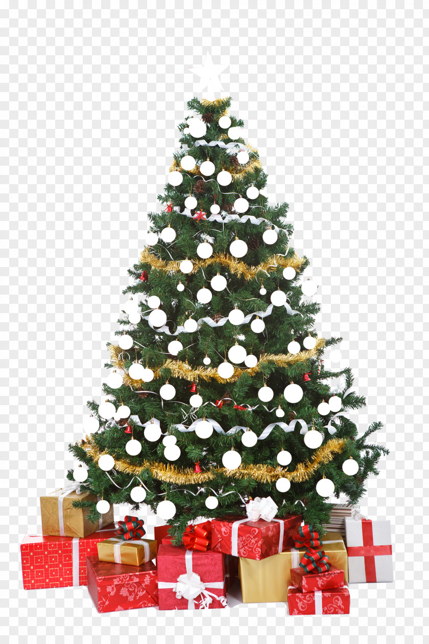 Tea Tree Christmas Decoration Ornament PNG