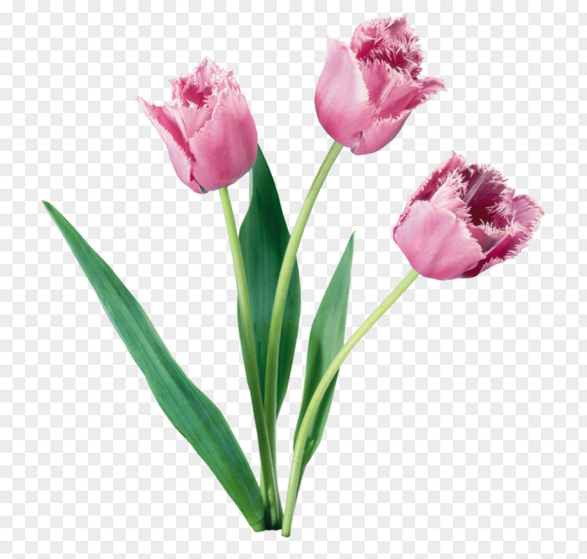 Decorative Cartoon Floral Background Material Tulip Flower Bouquet Bulb PNG