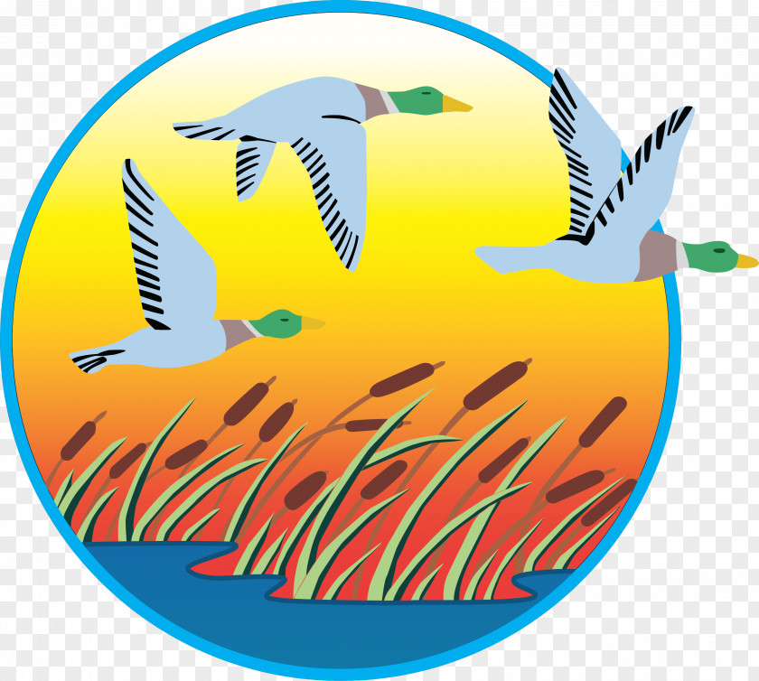 Duck Clip Art Swans Logo Illustration Image PNG