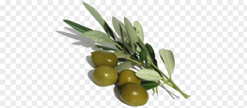 Olive Oil Laboratory Ingredient PNG