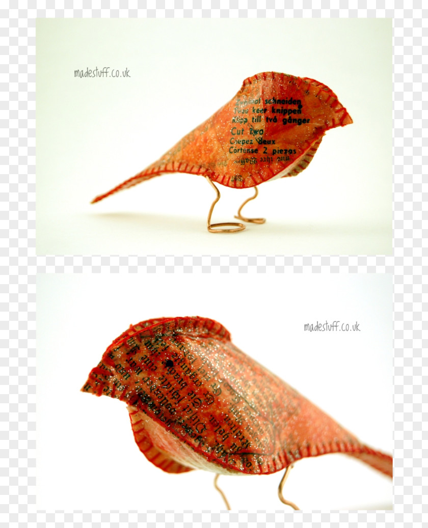 Pigeon Picture Material Beak Advertising PNG