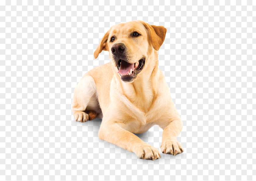 Puppy Labrador Retriever Companion Dog Pet Shop Breed PNG