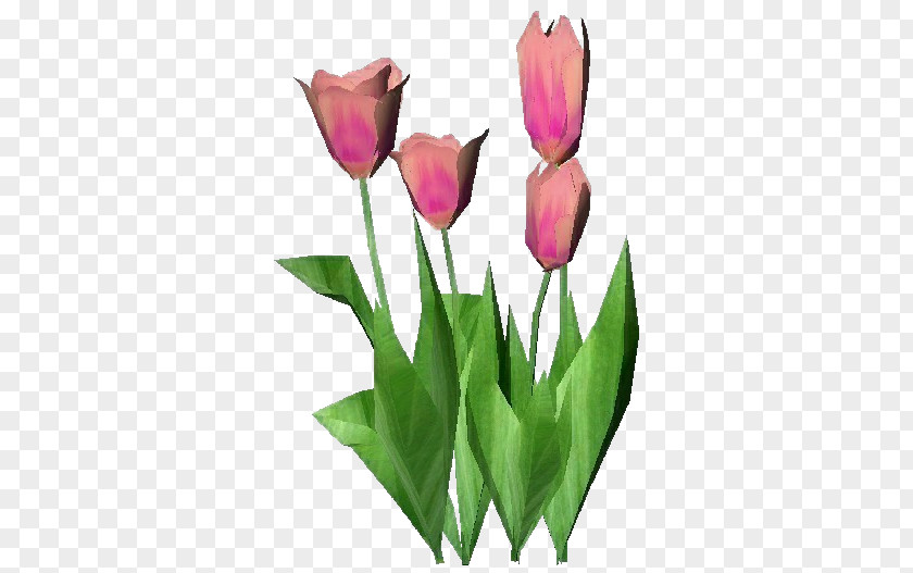 Tulip Plant Computer Software Cut Flowers PNG