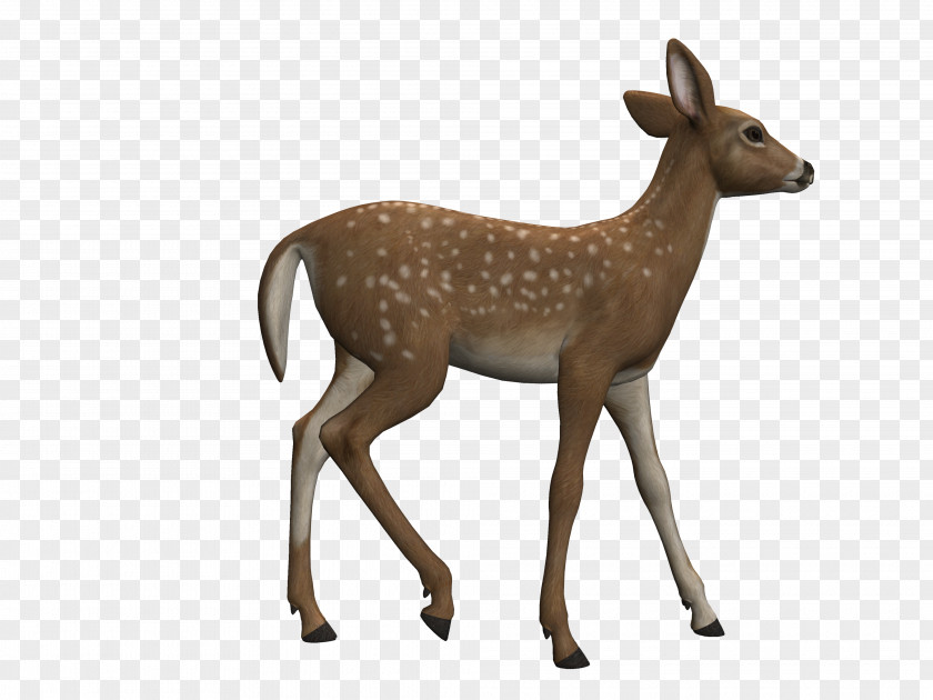 Deer Red White-tailed Roe Clip Art PNG