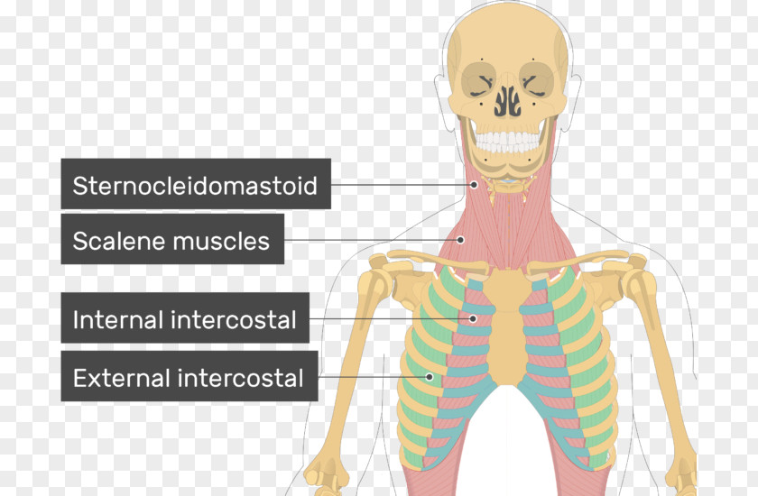 External Intercostal Muscles Internal Scalene PNG