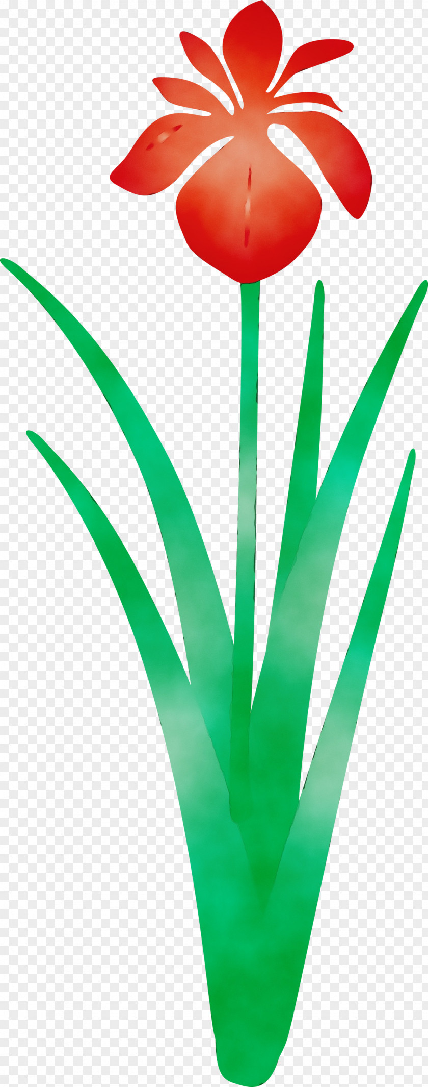 Green Leaf Tulip Plant Grass PNG