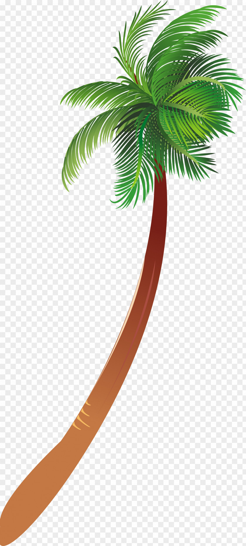 Palms Arecaceae Woody Plant Tree PNG
