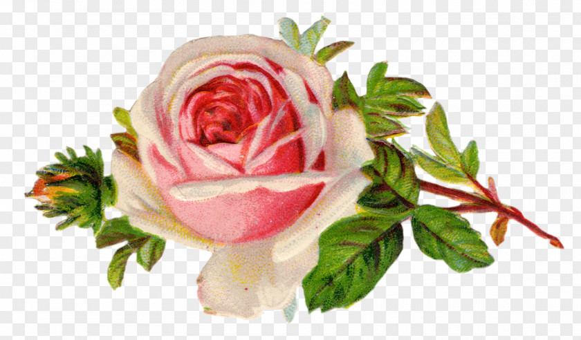 Rose Vintage Roses: Beautiful Varieties For Home And Garden Clip Art PNG