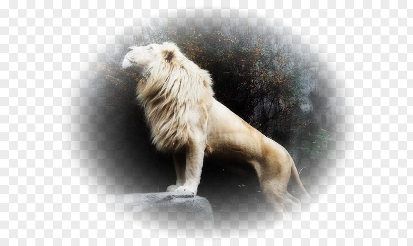 Tiger White Lion Desktop Wallpaper Image Cat PNG
