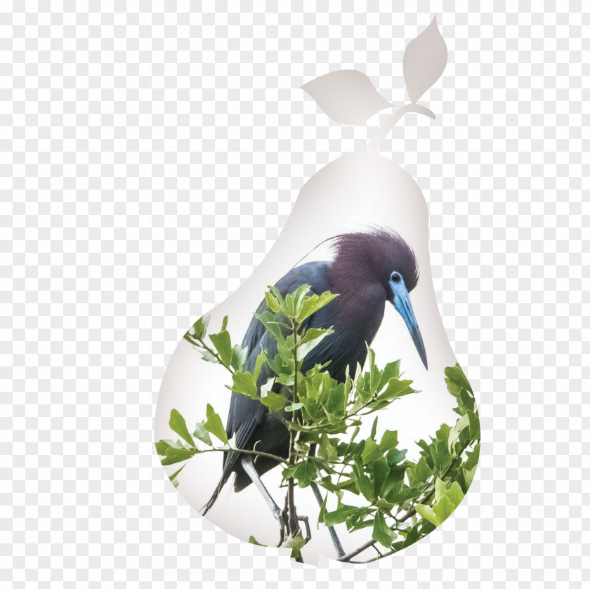 11 Birds Beak Fauna Flower PNG