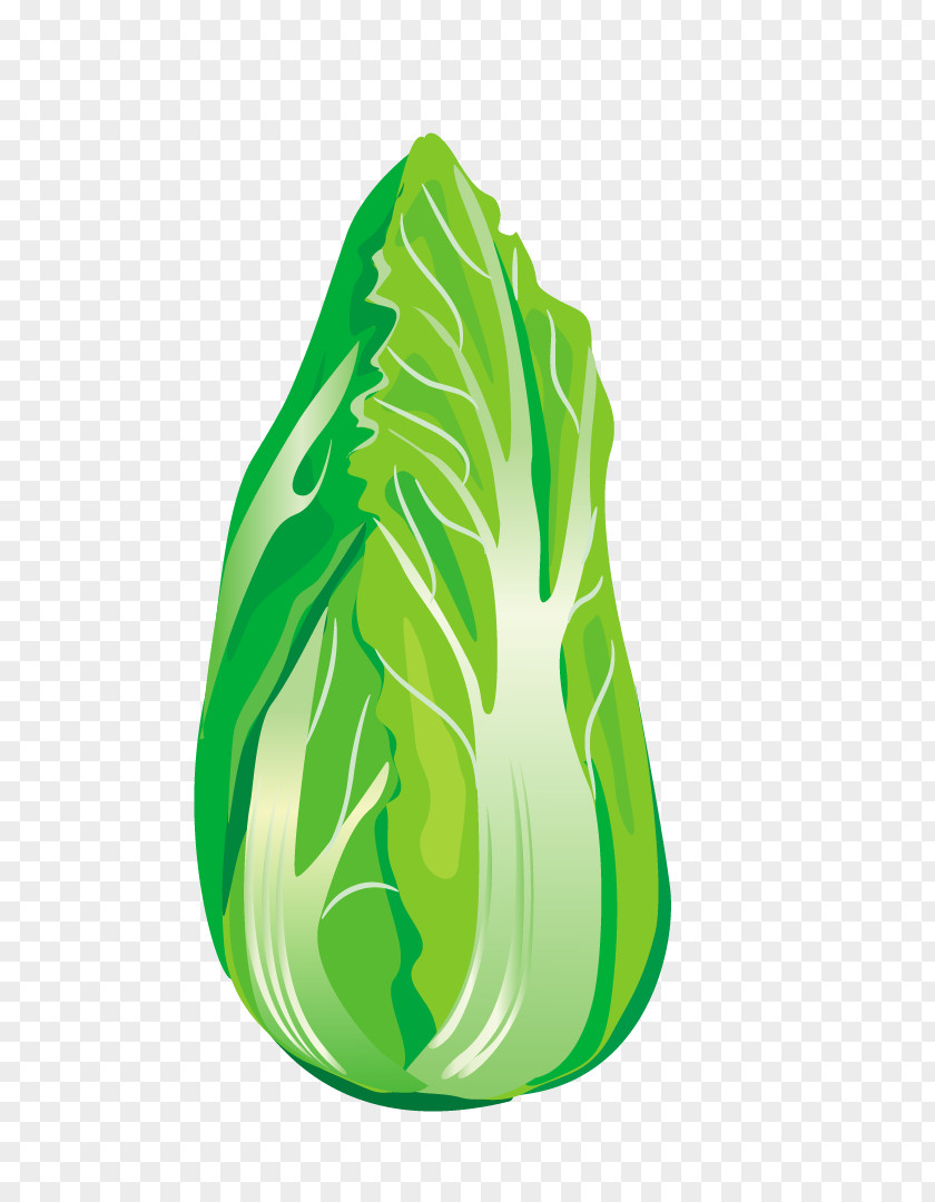 Green Cabbage Vegetable Chinese Napa PNG