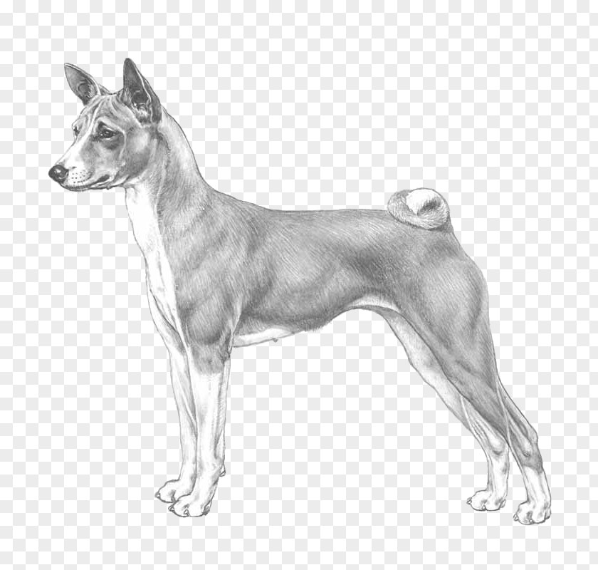 Italian Greyhound Basenji Whippet Dog Breed Old English Terrier PNG