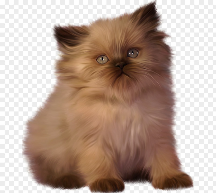 Kitten Ragdoll Persian Cat Clip Art PNG