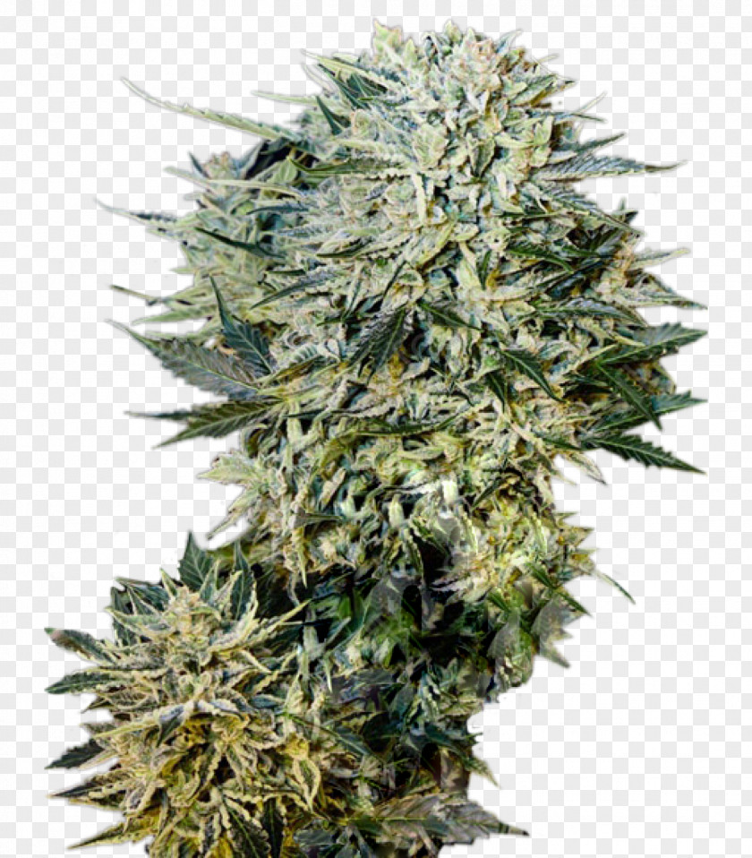 Cannabis Seed Kush Cultivar Car PNG
