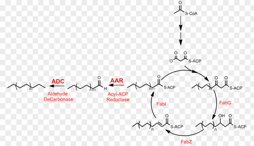 Fatty Acid Synthesis Alkane Biosynthesis Metabolic Pathway PNG