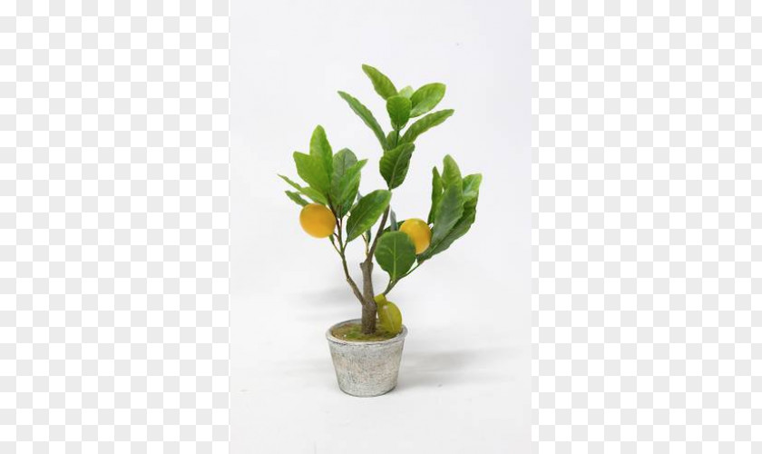 Flowerpot Houseplant Herb PNG