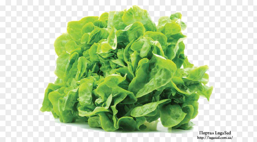 Salad Leaf Vegetable Endive Spinach PNG