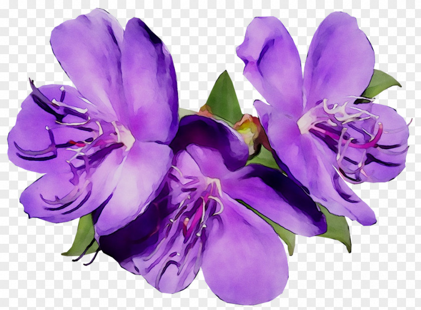 Cut Flowers Lily Of The Incas Cattleya Orchids Herbaceous Plant PNG