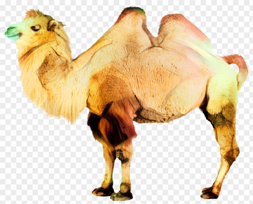 Dromedary Bactrian Camel Clip Art Transparency PNG