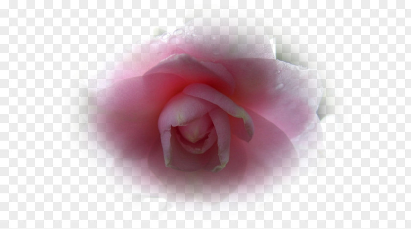 Garden Roses Cabbage Rose Pink Red Blue PNG