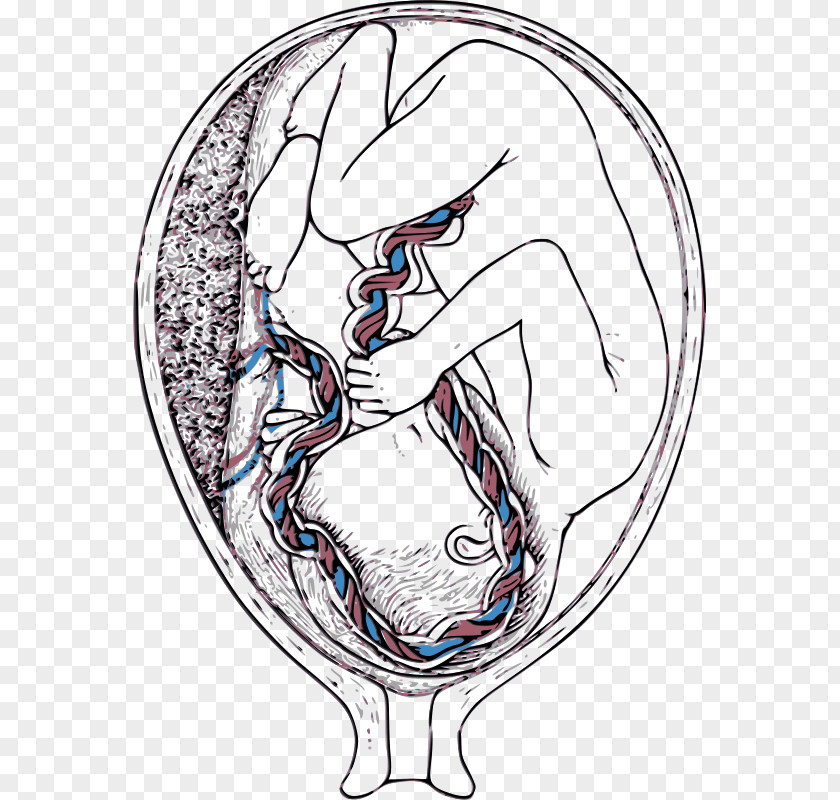 Mother-to-be Percutaneous Umbilical Cord Blood Sampling Placenta Artery Vein PNG