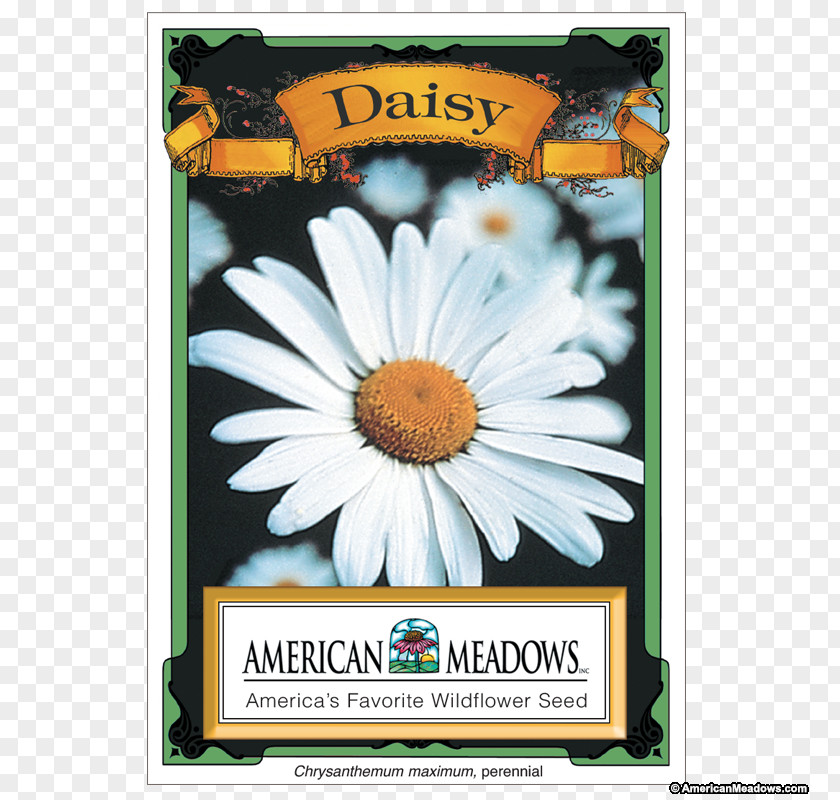 Seeds Common Daisy Shasta Oxeye Seed Chrysanthemum PNG