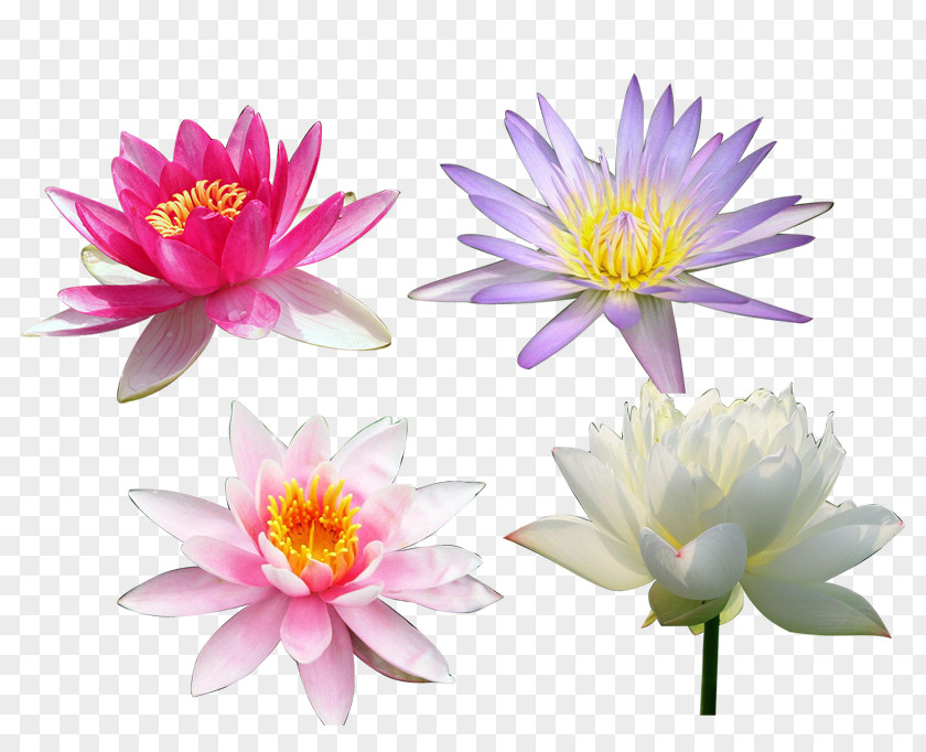 Summer Flowers Lotus Nelumbo Nucifera Computer File PNG