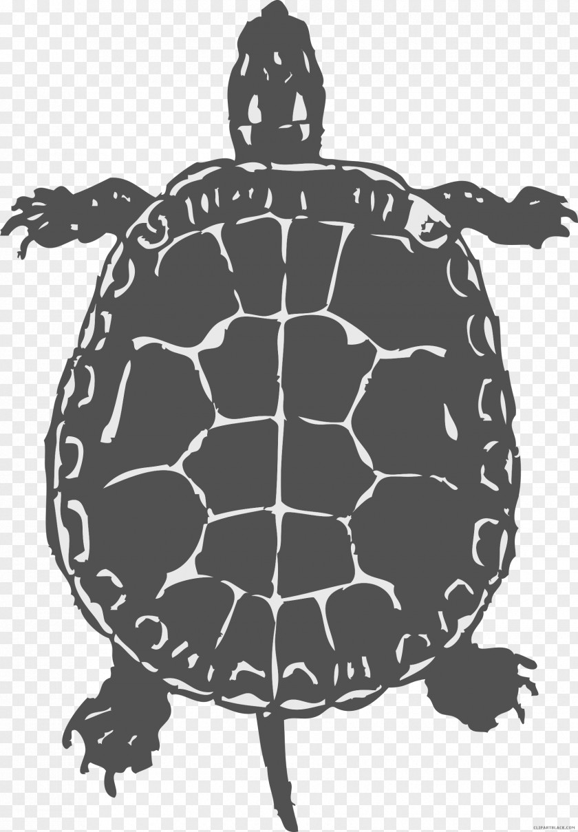 Turtle Common Snapping Reptile Sea Clip Art PNG