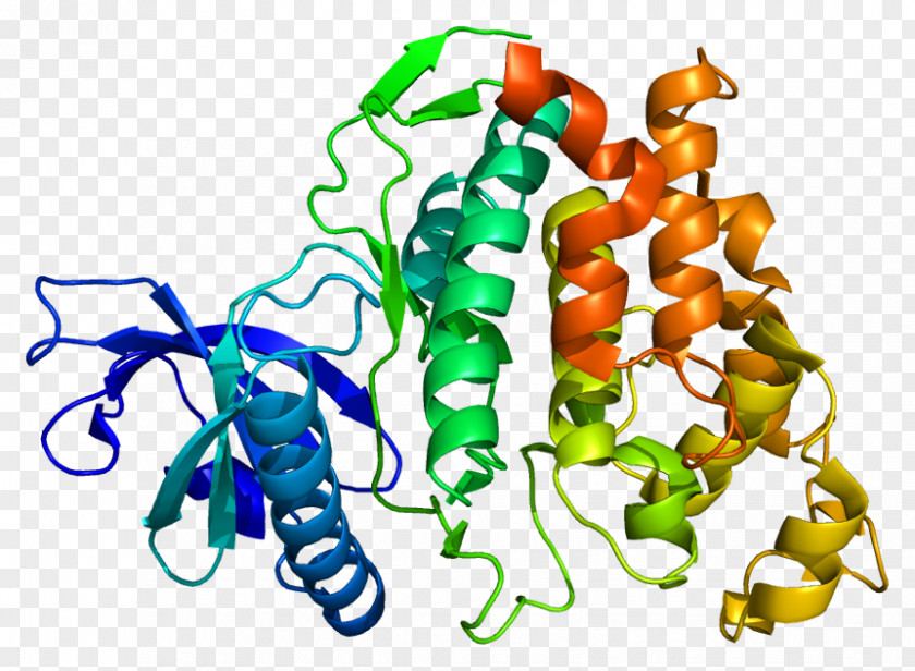 CLK1 Protein Kinase Human Gene PNG