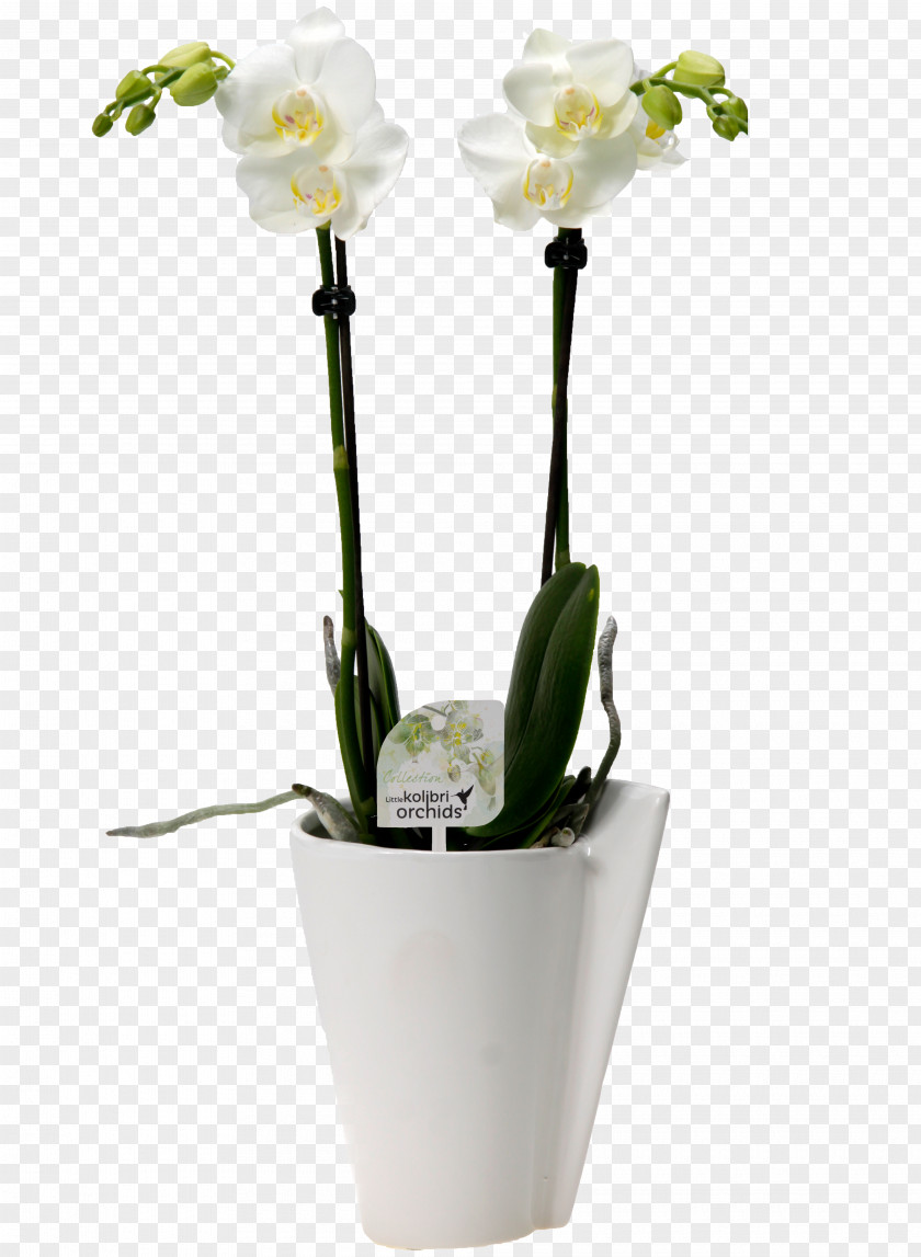 Flower Moth Orchids Cut Flowers Tulip PNG