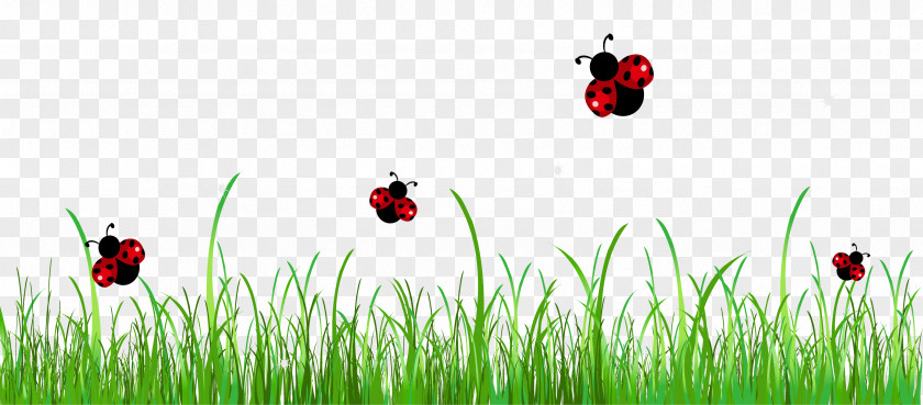 Grass With Ladybugs Clipart Picture Ladybird Stock Photography Clip Art PNG