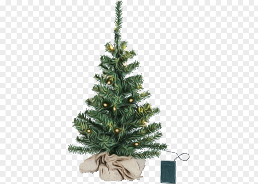 Plant Shortleaf Black Spruce Christmas Tree PNG