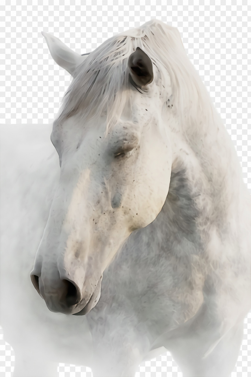 Stallion Mare Horse White Mane Nose Snout PNG