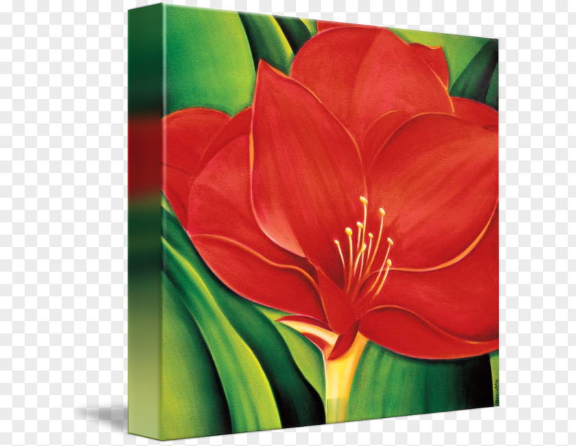 Amaryllis Jersey Lily Acrylic Paint Still Life Photography PNG