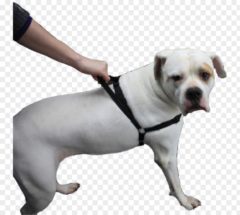 American Bulldog Dog Breed Olde English Bulldogge Boxer PNG