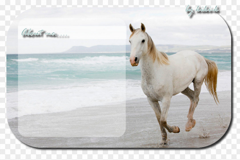 Horse Desktop Wallpaper Room 1080p Mobile Phones PNG
