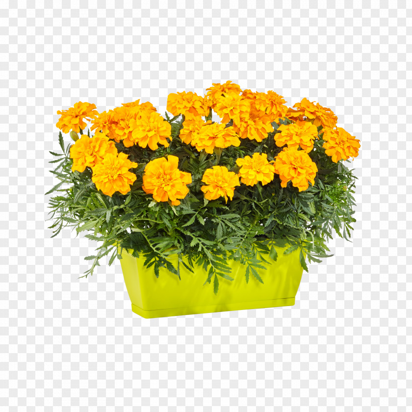 Hortensie Cut Flowers Yellow Blume2000.de Blumenversand PNG