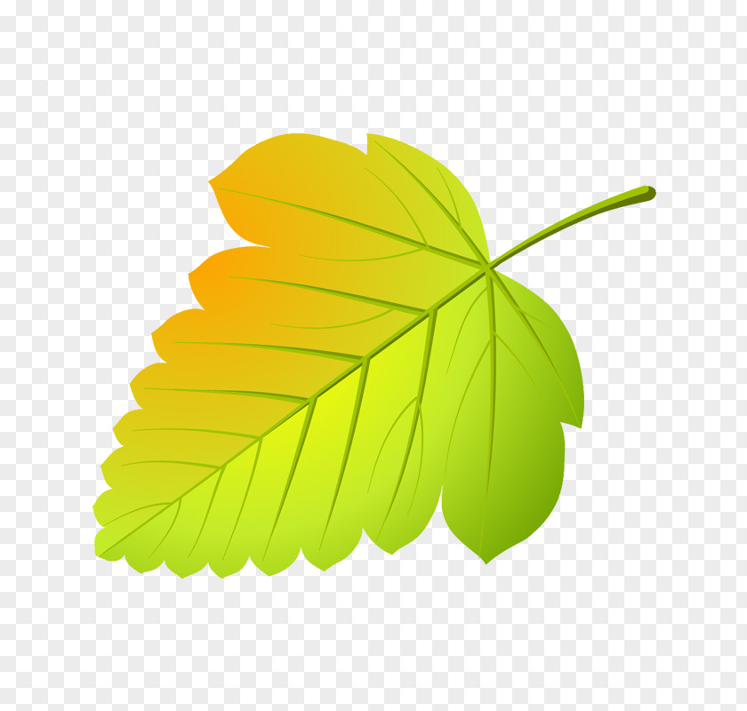 Leaf Maple Abscission Tree Viburnum PNG