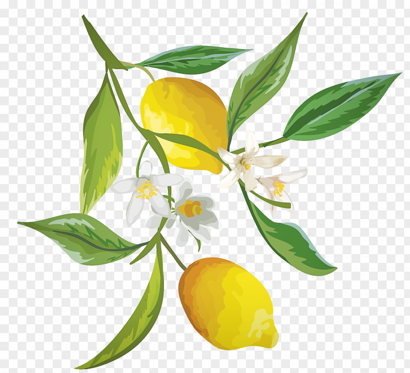 Orange Lemon PNG