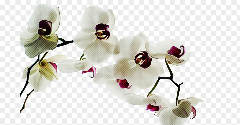 White Flower Petal Moth Orchid Plant PNG