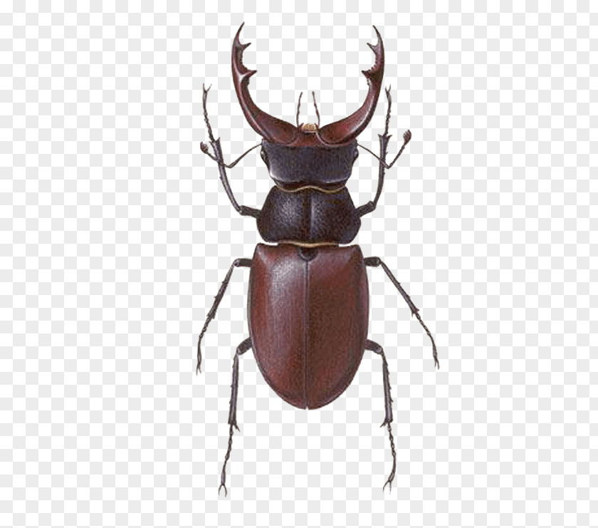 Beetle Stag Lucanus Maculifemoratus PNG