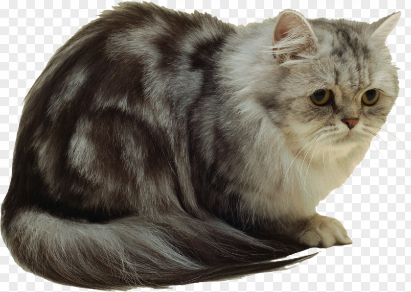 Cats Persian Cat British Semi-longhair Felidae Kitten Animal PNG
