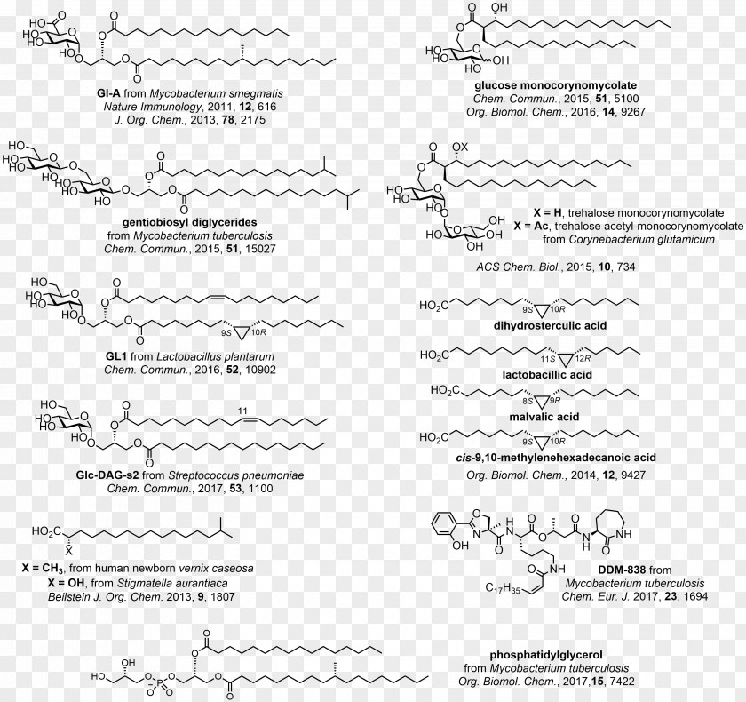 Antigen Presentation Bioorganic Chemistry Carbohydrate PNG