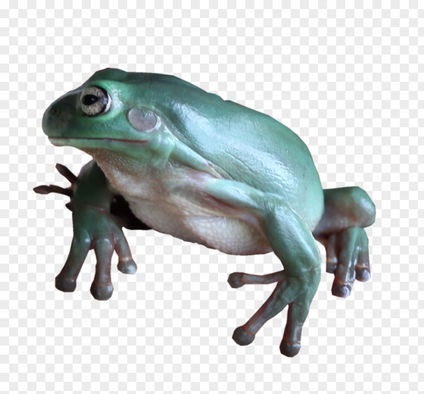 Frog True Tree Amphibians Toad PNG