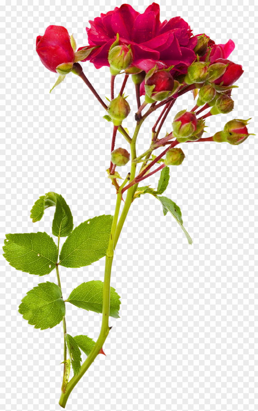 Gazania Rose Stock Photography Flower Red Shrub PNG